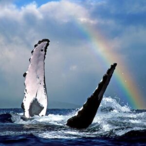 Llegada de las ballenas @ Ayampe
