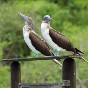 Tour Isla de Salango