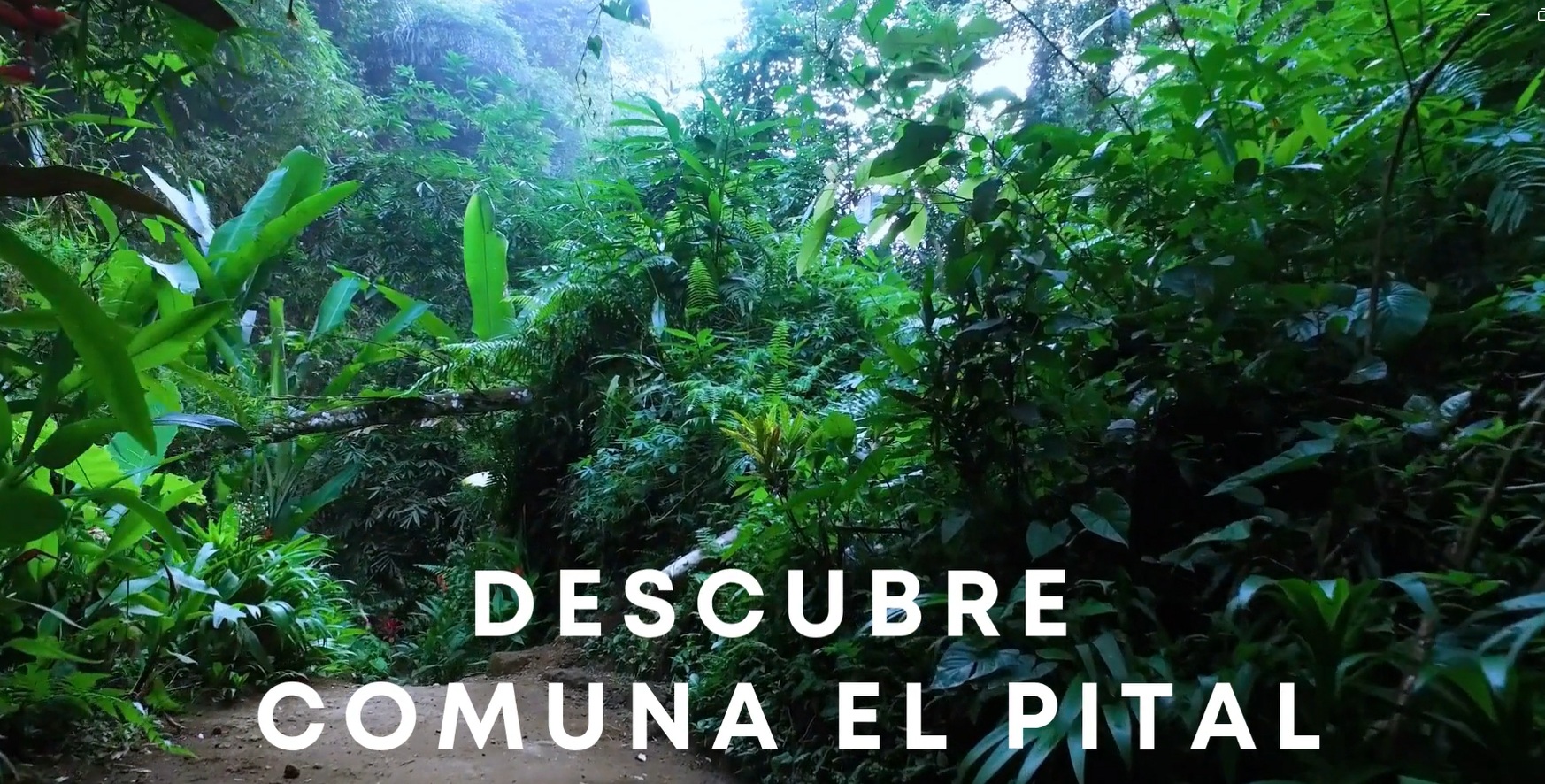 Bosque tropical Rio Blanco